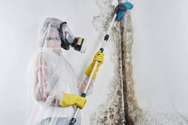 Best Commercial Mold Removal  in Brodhead, WI