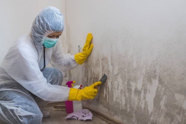 Mold Removal Process