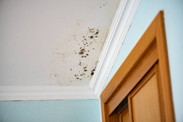 Best Mold Remediation Services  in Brodhead, WI