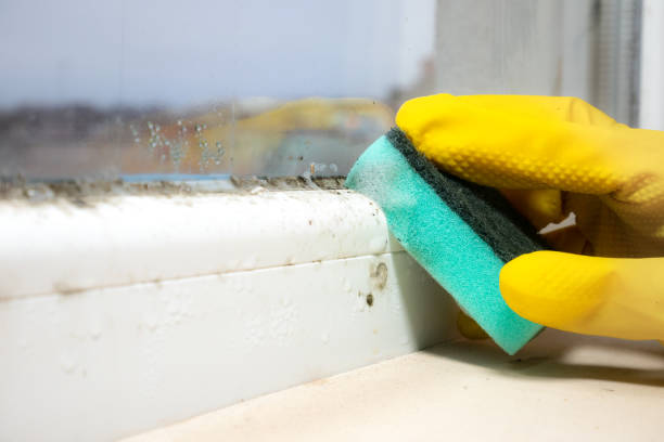 Best Mold Removal Near Me  in Brodhead, WI