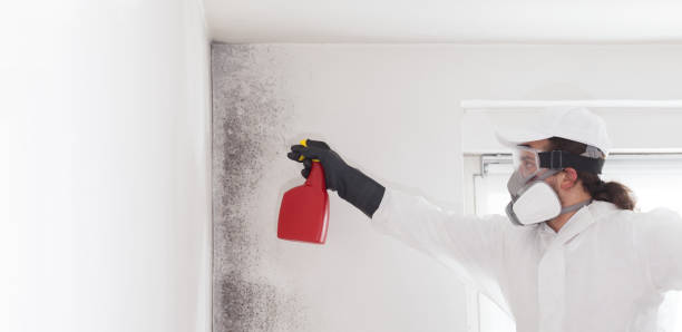 Best Toxic Mold Removal  in Brodhead, WI