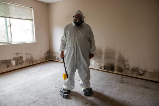 Best Attic Mold Removal  in Brodhead, WI