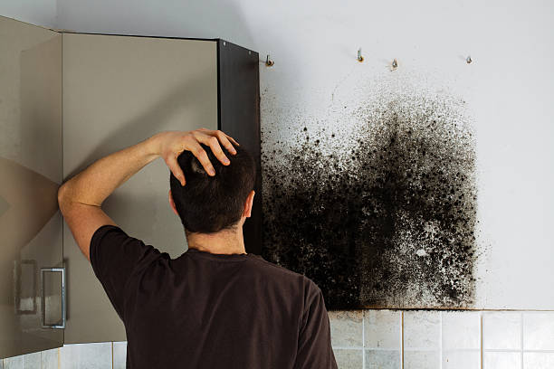 Best Fast Mold Removal  in Brodhead, WI