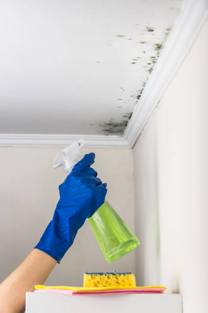 Best Mold Damage Repair  in Brodhead, WI